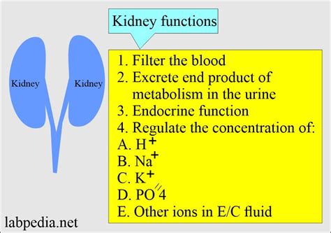 what does borderline kidney function mean .